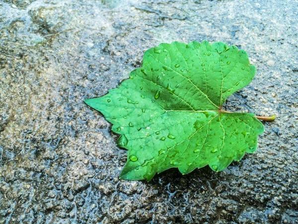 湿沥青上的绿叶秋季设计背景 — 图库照片