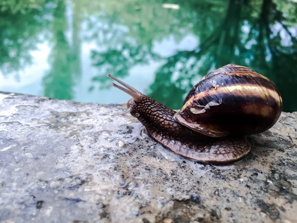 Escargot Gros Crustacés Pour Dizayna Fond Écran — Photo