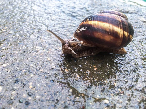 Escargot Gros Crustacés Pour Dizayna Fond Écran — Photo