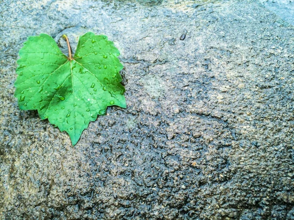 Folha Verde Asfalto Molhado Outono Projeto Fundo — Fotografia de Stock