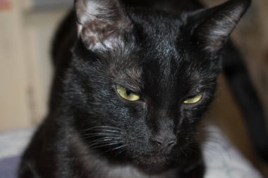 Kara kedi closeup evde beslenen hayvan bakmak tasarım arka plan duvar kağıdı