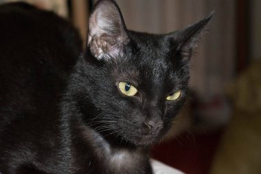 Kara kedi closeup evde beslenen hayvan bakmak tasarım arka plan duvar kağıdı