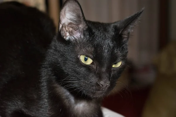 Černá Kočka Detailní Domácí Vzhled Návrhu Pozadí Plochu — Stock fotografie