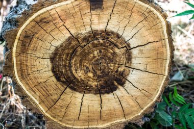 Ağaç güdük yaş halkaları arka plan arka plan duvar kağıdı tasarım kesme