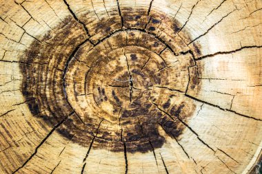 Ağaç güdük yaş halkaları arka plan arka plan duvar kağıdı tasarım kesme