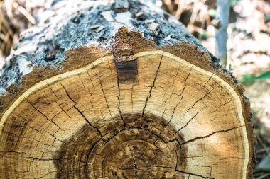 Ağaç güdük yaş halkaları arka plan arka plan duvar kağıdı tasarım kesme