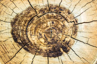 Ağaç güdük yaş halkaları arka plan arka plan duvar kağıdı tasarım kesme