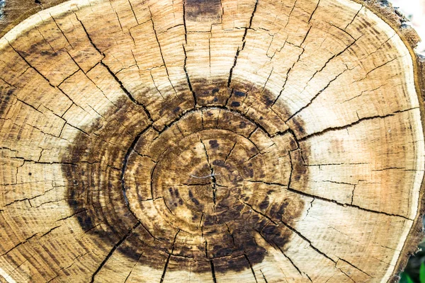 Ağaç güdük yaş halkaları arka plan arka plan duvar kağıdı tasarım kesme