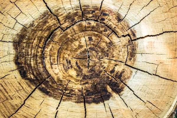 Ağaç güdük yaş halkaları arka plan arka plan duvar kağıdı tasarım kesme