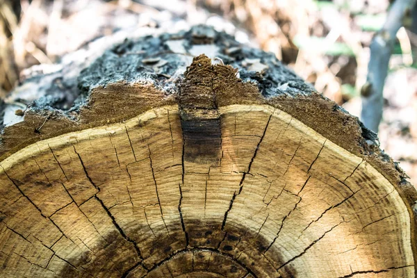 Ağaç güdük yaş halkaları arka plan arka plan duvar kağıdı tasarım kesme