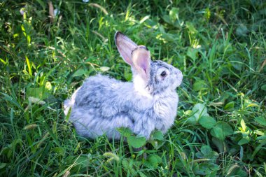Gri Tavşan büyük evde beslenen hayvan kemirgen Tarım için tasarım arka plan arka plan duvar kağıdı boyutu