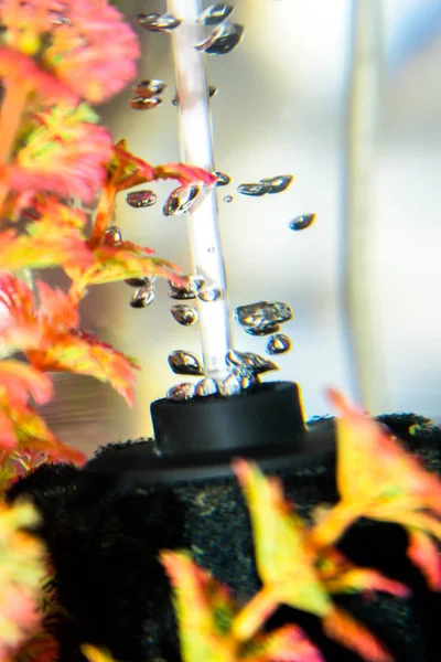 Водные Растения Пузырьках Аквариума Прозрачны Фона Ярко Окрашенного — стоковое фото