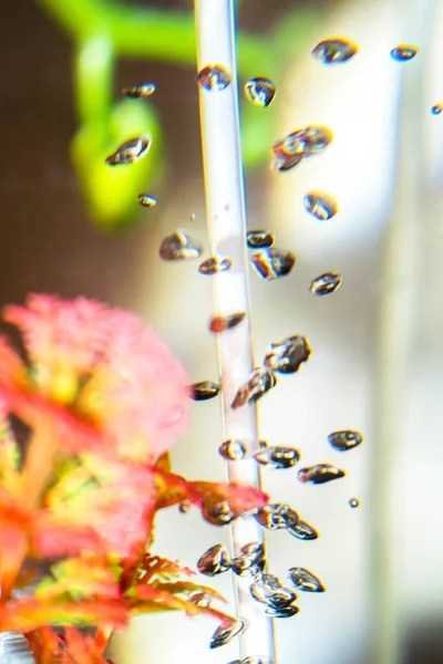 Νερό Φυτά Ενυδρείο Φυσαλίδων Διαφανή Για Ένα Υπόβαθρο Λαμπρά Χρωματισμένα — Φωτογραφία Αρχείου