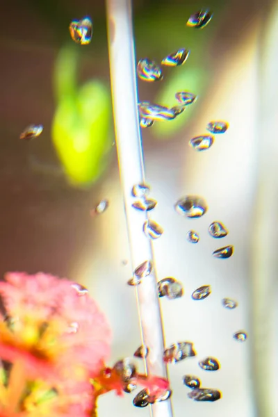 Vízi Növények Akvárium Buborékok Egy Élénk Színű Háttér Átlátszó — Stock Fotó