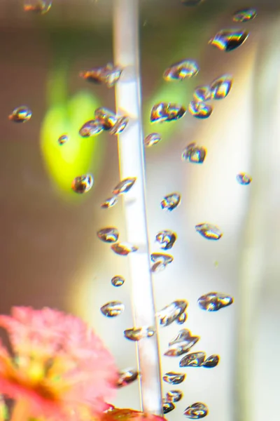 Water Plants Aquarium Bubbles Transparent Background Brightly Colored — Stock Photo, Image