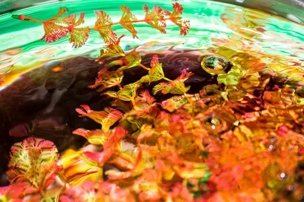 Plantas Água Nas Bolhas Aquário Transparente Para Fundo Brilhantemente Colorido — Fotografia de Stock