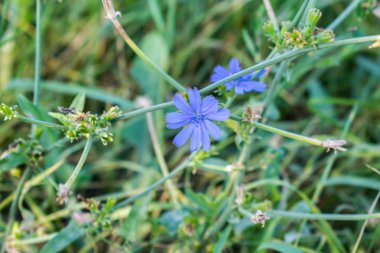 Tıp arka tasarımında uygulanan tıbbi bitki çiçek hindiba