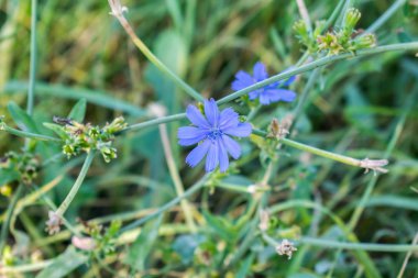 Tıp arka tasarımında uygulanan tıbbi bitki çiçek hindiba