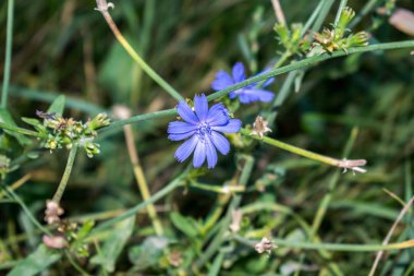 Tıp arka tasarımında uygulanan tıbbi bitki çiçek hindiba