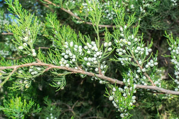 Träd Spruce Med Blå Koner Gren Nål Nålar Bakgrundsbild Design — Stockfoto