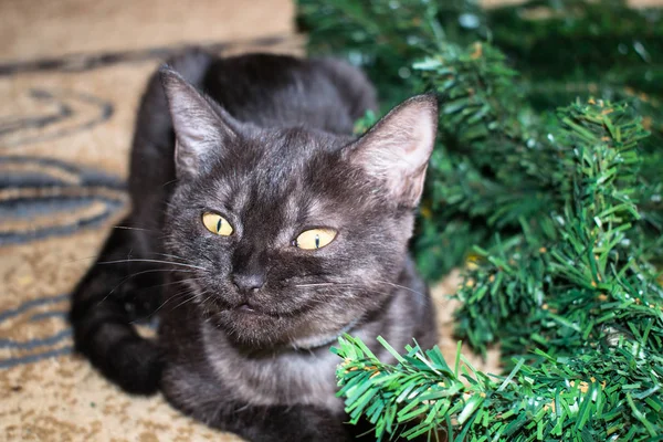 mutlu yeni yıl Noel tatil Sardunya tinsel Noel ağaçları koniler sarı mavi renkli topları