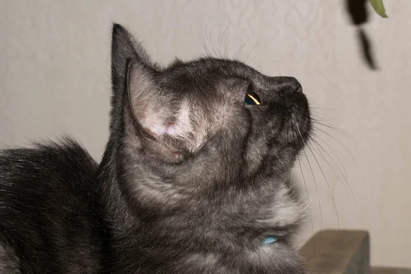 英国品种的宠物猫纯种灰灰色的设计 — 图库照片