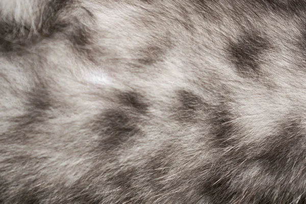 gray fluffy fluffy soft for background design