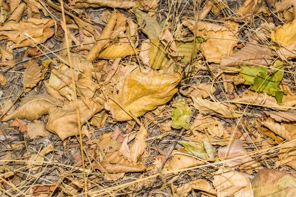 Jesień Natura Żółty Liść Spada Ziemię Dla Tapeta Tło Tapeta — Zdjęcie stockowe