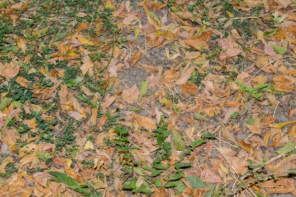 秋天调色板叶子在地面干燥黄色为设计背景壁纸 — 图库照片
