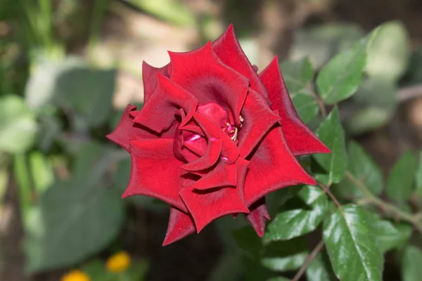 Roter Samt Garten Rose Nahaufnahme Für Design Tapete Hintergrund — Stockfoto