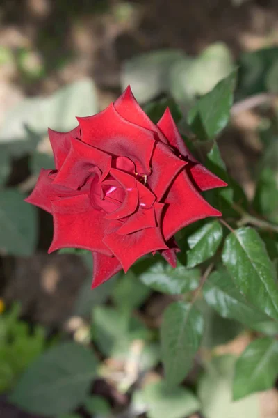 Roter Samt Garten Rose Nahaufnahme Für Design Tapete Hintergrund — Stockfoto