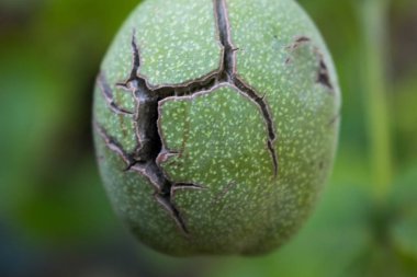 ceviz kabuğundaki tasarımı için yuvarlak