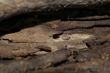 Kahverengi ağaç kabuğu arka plan tasarımı için