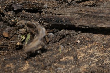 Kahverengi ağaç kabuğu arka plan tasarımı için