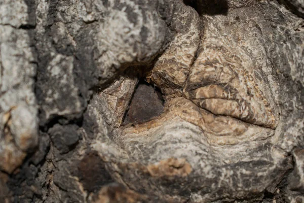 Écorce Arbre Brun Pour Conception Fond — Photo