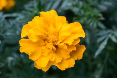 photoshop tasarım arka plan duvar kağıdı için sonbaharda bahçede sarı çiçek papatya marigolds büyümek