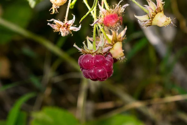 Berry Malinové Zahradě Zahradní Rostlina Růžové Tóny Pro Návrh Pohlednice — Stock fotografie