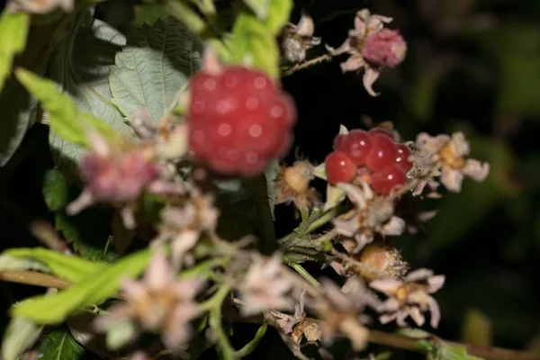 Berry Malinové Zahradě Zahradní Rostlina Růžové Tóny Pro Návrh Pohlednice — Stock fotografie