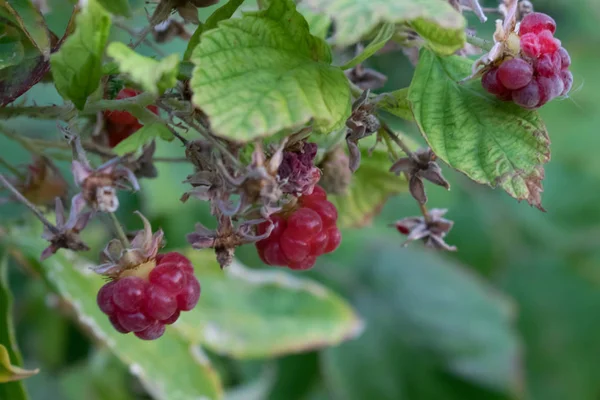 Berry Malinové Zahradě Zahradní Rostlina Růžové Tóny Pro Návrh Pohlednice — Stock fotografie