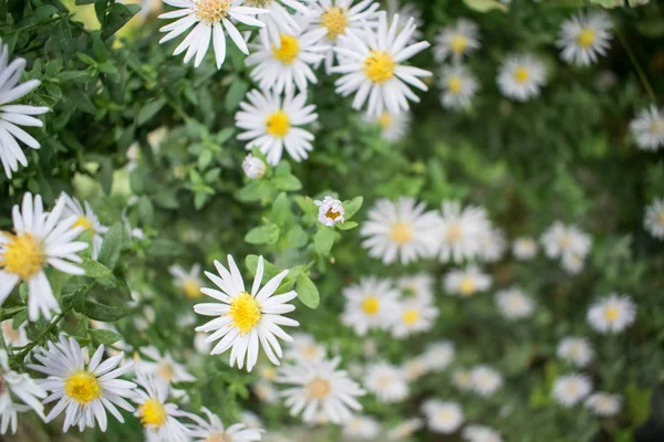Ogród Kwiatów Września Jasne Kolory Dla Photoshop Karty Życzeniami Tło — Zdjęcie stockowe