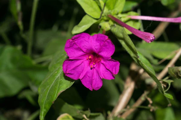 Petunienblüte Verschiedenen Farben Gartenpflanze Für Foto Hop Design Postkarte Makro — Stockfoto