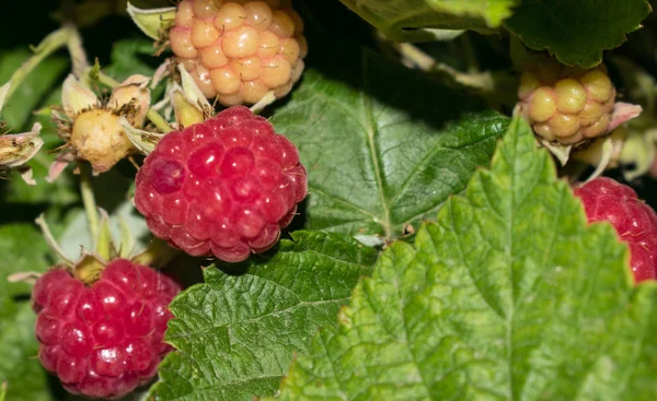 Berry Malinové Zahradě Zahradní Rostlina Růžové Tóny Pro Návrh Pohlednice — Stock fotografie