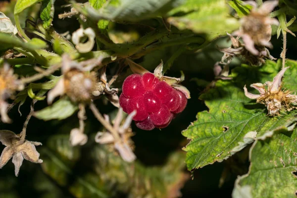 Berry Framboise Jardin Plantes Tons Roses Pour Carte Postale Conception — Photo