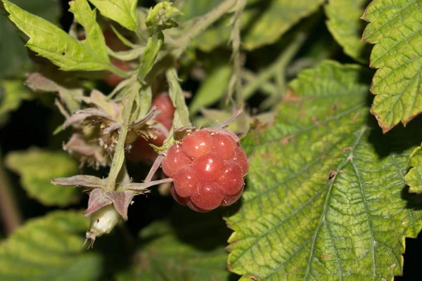 Berry Frambuesa Jardín Jardín Planta Tonos Rosados Para Postales Diseño —  Fotos de Stock