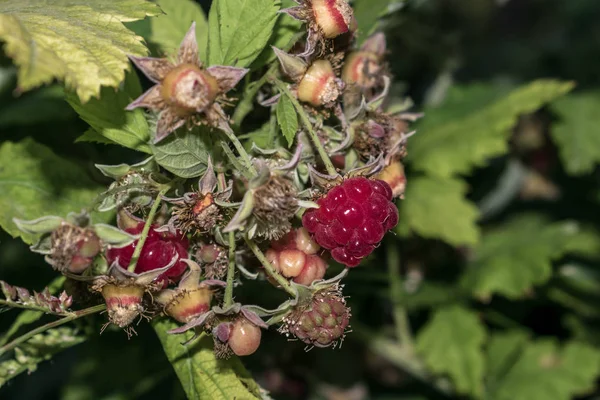 Berry Malinové Zahradě Zahradní Rostlina Růžové Tóny Pro Návrh Pohlednice — Stock fotografie