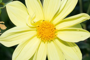 büyük bahçe çiçek tasarımı için