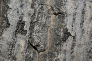 Kahverengi ağaç kabuğu arka plan tasarımı için