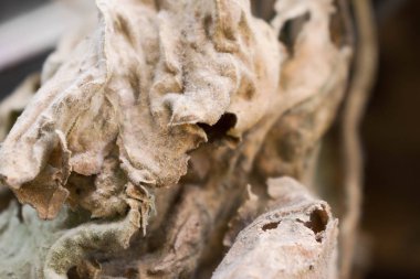 tasarım arka plan için büyük yeşil yaprak