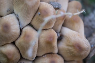 mantar mantar değildir yenilebilir zehirli büyümek tasarım arka plan için bir avuç içinde