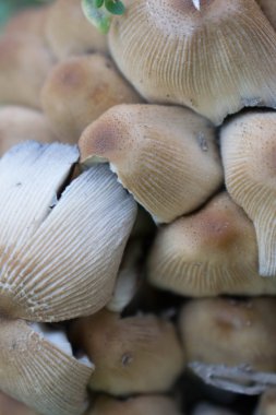 mantar mantar değildir yenilebilir zehirli büyümek tasarım arka plan için bir avuç içinde